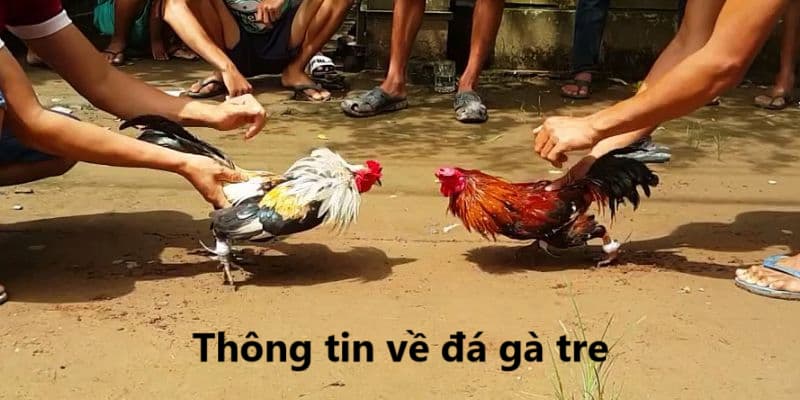 Tìm hiểu về đá gà tre và cách lựa chọn gà hợp lý